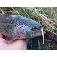 Lucky John Salt Worm 2"