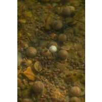 LK Baits Pellets Tester Series_01 Pure Signal 800g, 4mm