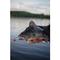 Fox Rage gumová nástraha Scent Shad