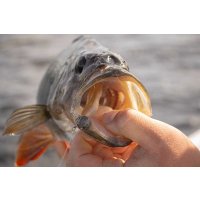 Fox Rage gumová nástraha Scent Shad