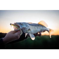Fox Rage gumová nástraha Scent Shad